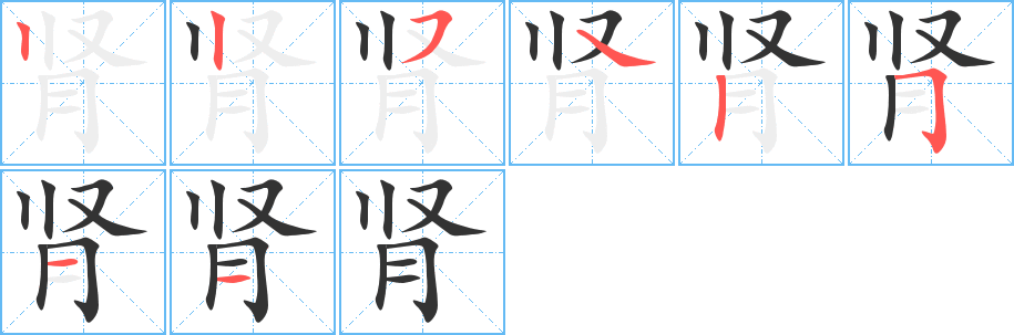 肾 肾