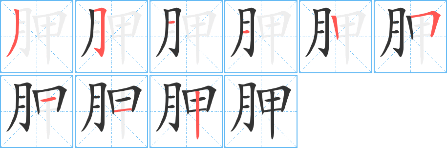 胛 胛